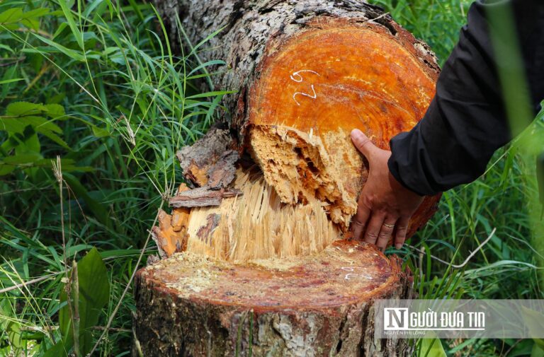 Lâm Đồng: UBND tỉnh chỉ đạo khẩn điều tra vụ phá rừng ở huyện Lâm Hà