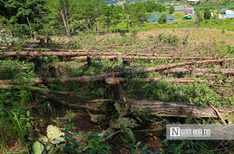 Lâm Đồng: Chỉ đạo “nóng” điều tra hàng trăm cây thông bị chặt phá