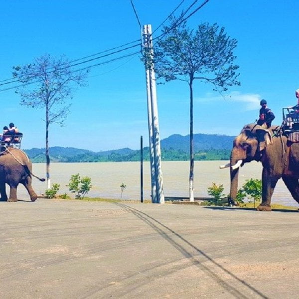 Đắk Lắk: Hơn 55 tỷ đồng để xóa bỏ du lịch cưỡi voi