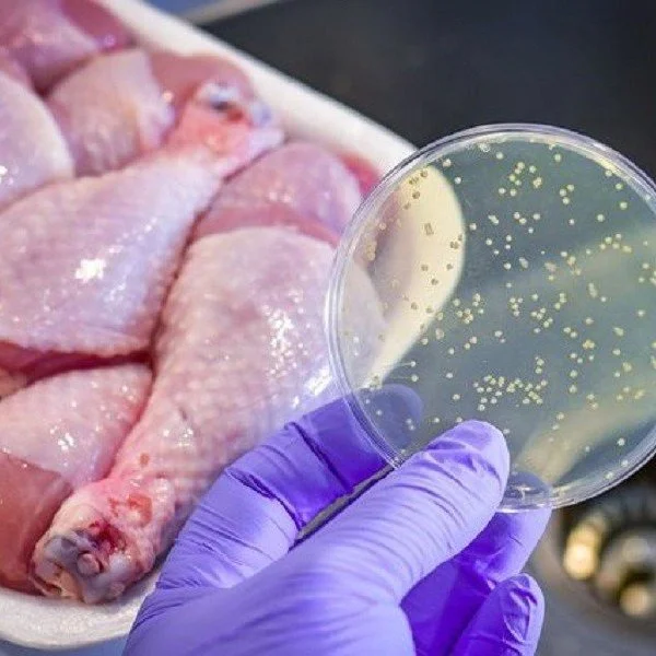 Vi khuẩn Salmonella thường ở trong những thực phẩm nào?