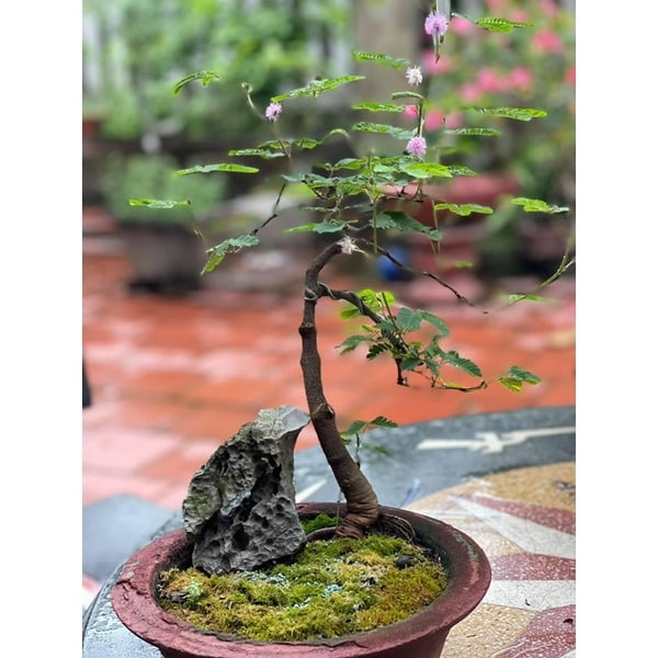 Cây hoa xấu hổ mọc đầy đường nay “hóa” bonsai, dù giá đắt vẫn có người mua