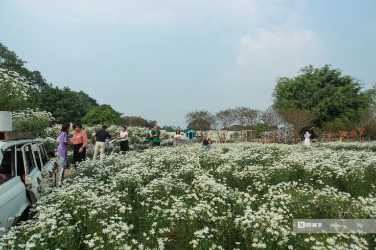 Hà Nội: Thiếu nữ chen chân khoe dáng bên cúc họa mi cuối vụ