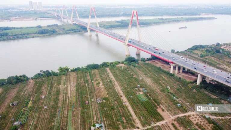 Làng đào Nhật Tân hối hả vào vụ Tết Nguyên đán 2023