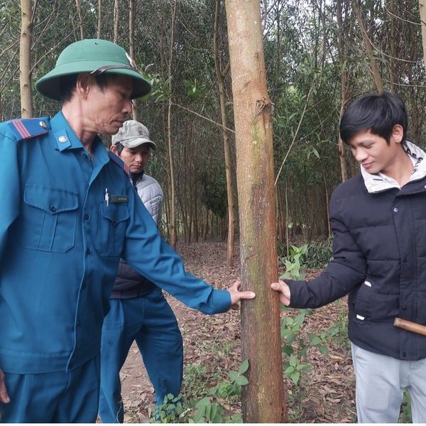 Gia Lai: Dân nghèo đổi đời nhờ trồng rừng