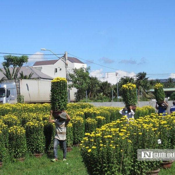 Khánh Hòa: Hoa cúc Tết Ninh Giang đắt hàng nhưng người trồng ít lãi