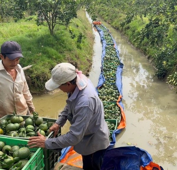 Vĩnh Long: Cam sành rớt giá, ngành chức năng khuyến cáo