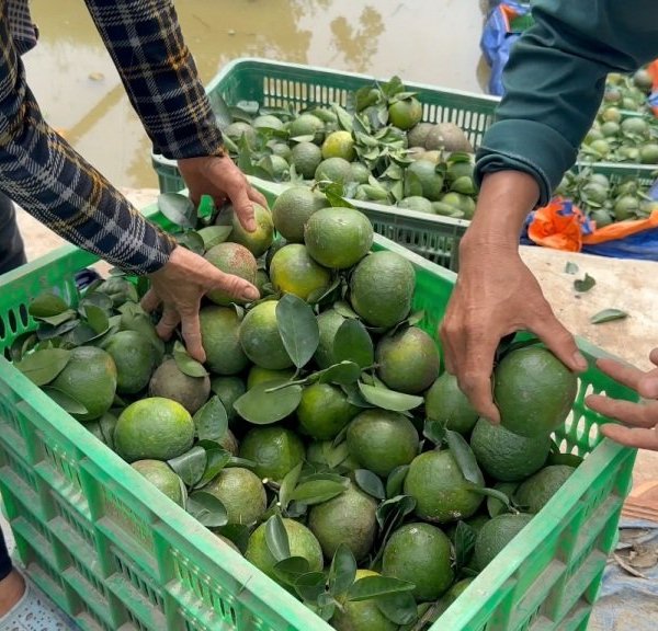 Vĩnh Long: Giá cam sành đang nhích dần đến 10.000 đồng/kg