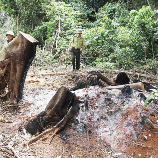 Gia Lai: Chủ tịch huyện kiểm tra tình trạng phá rừng tại xã Sơ Pai