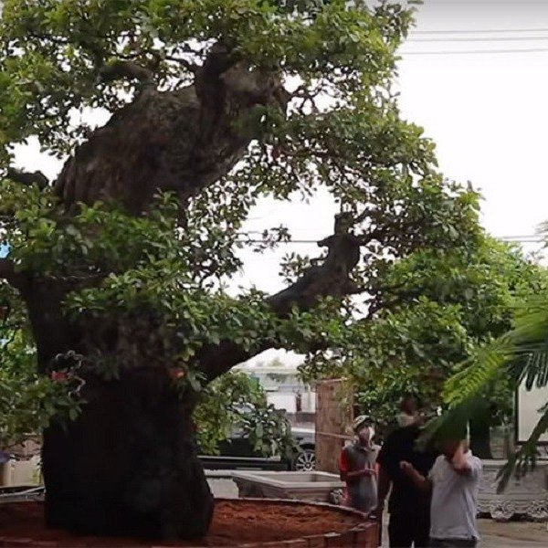 Mãn nhãn siêu cây 120 tỷ, đại gia bán chỉ để “vui cửa vui nhà”