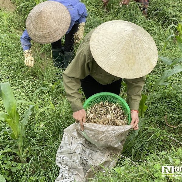 Nông dân phấn khởi thu hoạch hành tăm vì được mùa, giá tăng gấp 3 lần