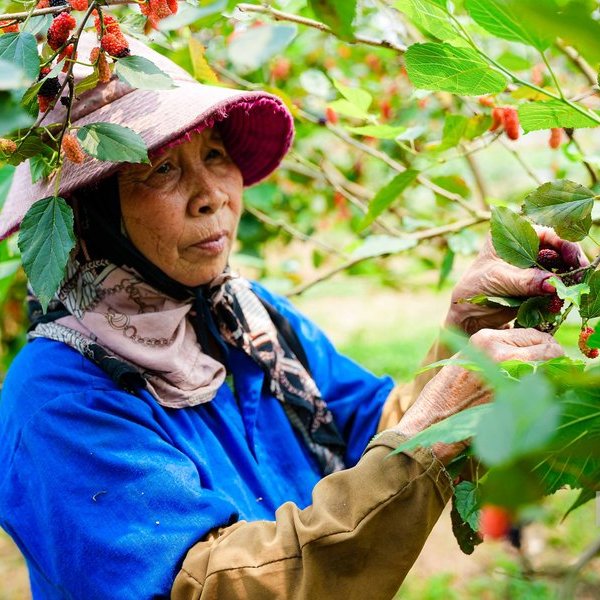 Tất bật thu hoạch dâu tằm ở ngoại thành Hà Nội