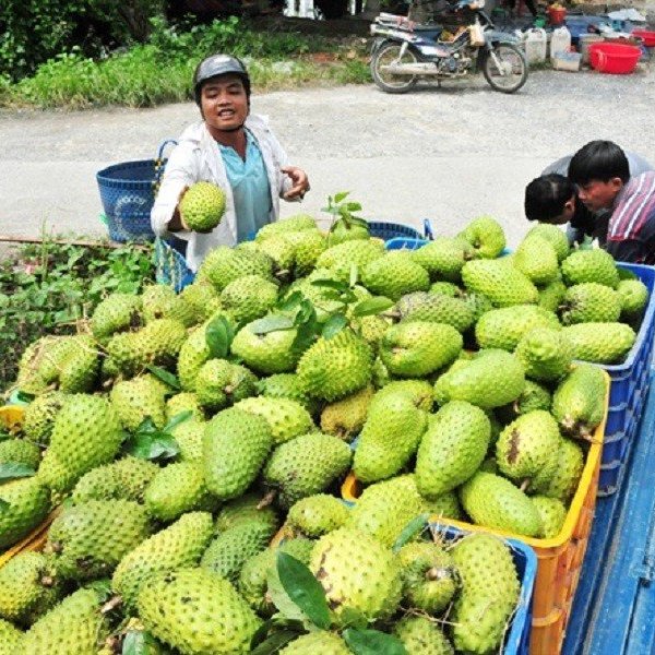 Cơn sốt “trà mãng cầu” khiến giá mãng cầu xiêm tăng đột biến