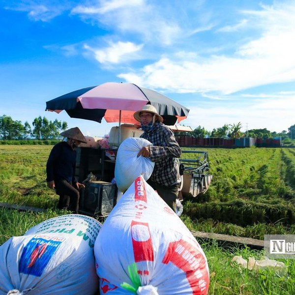 Doanh nghiệp ngành gạo hụt hơi dù giá bán liên tục tăng