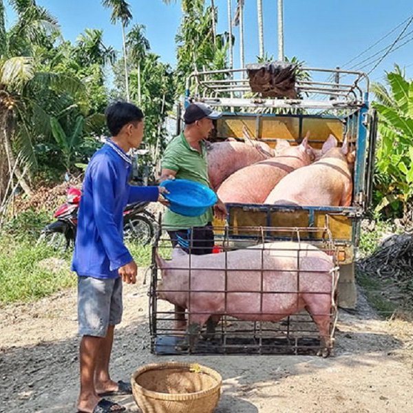 Giá lợn hơi tăng nhẹ, người chăn nuôi chưa có lãi nên ngại tái đàn