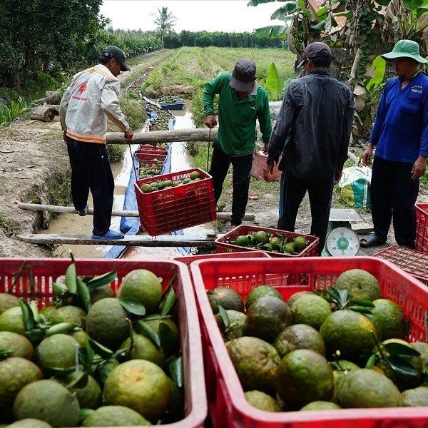 Nhiều loại trái cây đang vào vụ lại tiếp diễn điệp khúc “được mùa rớt giá”