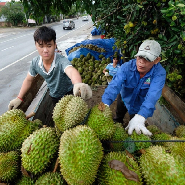 Xuất khẩu rau quả: Tín hiệu khả quan và những triển vọng