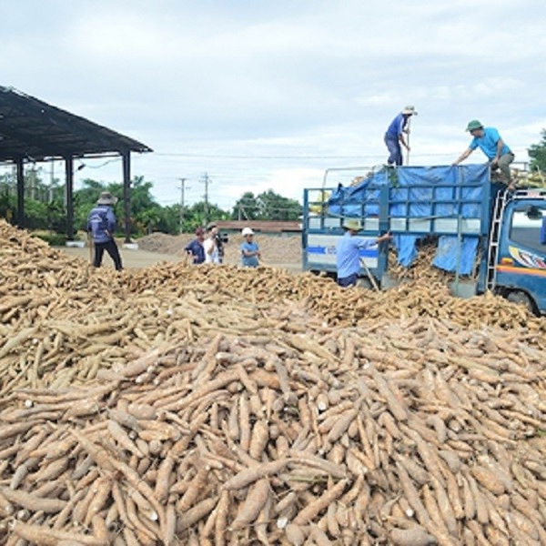 Trung Quốc chi số tiền lớn để mua trên 1 triệu tấn sắn của Việt Nam