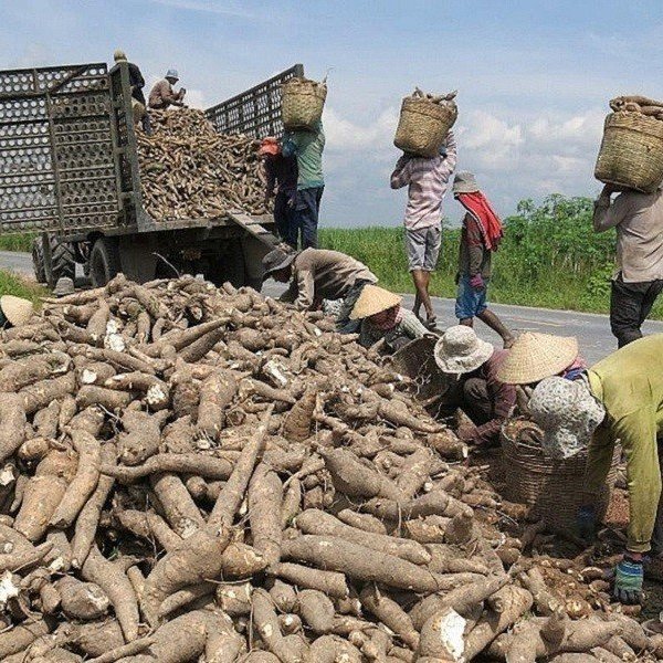 Xuất khẩu sắn của Việt Nam sang Nhật: Con số khích lệ và những dự báo