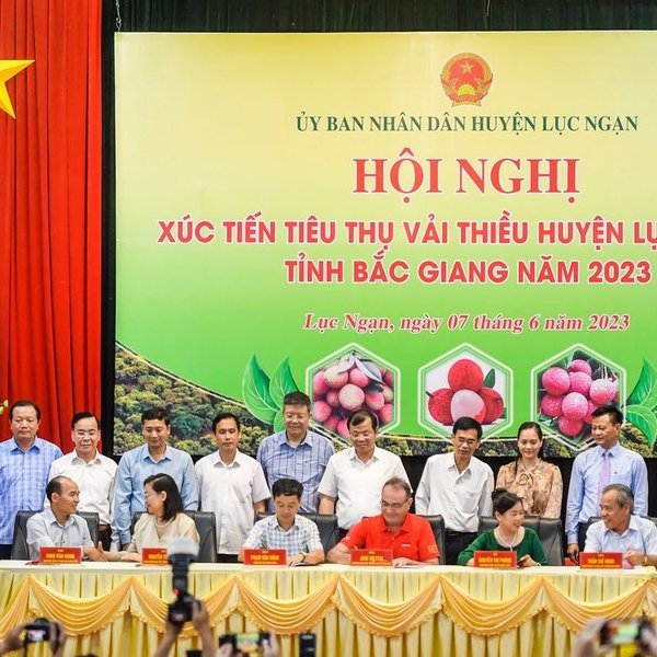 Để trái vải thực sự là niềm tự hào của nông sản Việt Nam