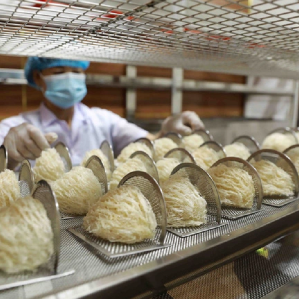 Kích hoạt thị trường Trung Quốc cho xuất khẩu tổ yến Việt Nam