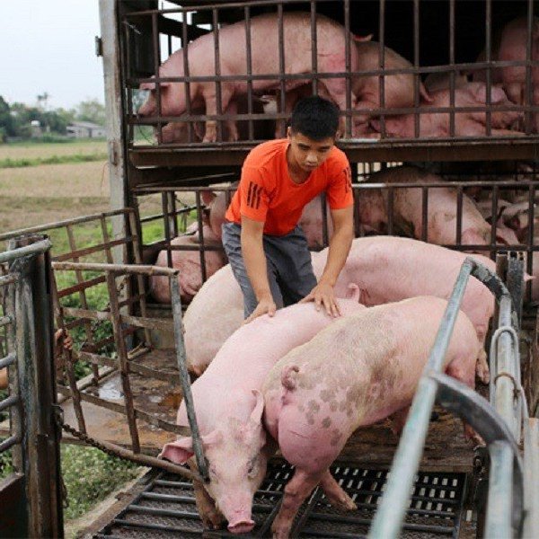 Giá lợn hơi cao nhất năm: Lý do người nuôi không vội tái đàn