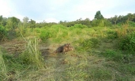 Hà Tĩnh: Phát hiện voi khổng lồ chết trong rừng
