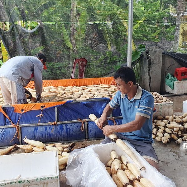 Hải Phòng: Bắt ruộng sâu trũng bị bỏ hoang “đẻ ra vàng”