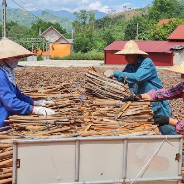 Vỏ quế chiếm lĩnh thị trường nước ngoài, thu về hàng triệu USD