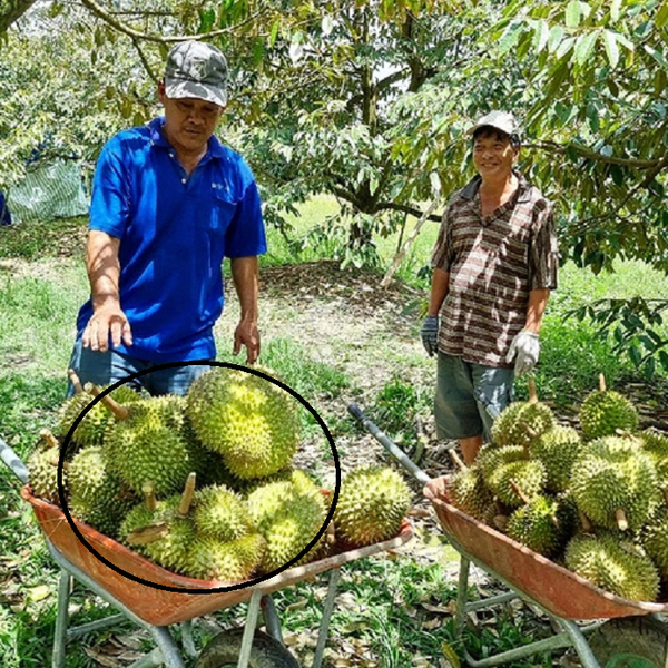 Nhiều rủi ro tiềm ẩn khi người dân đổ xô trồng sầu riêng