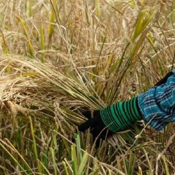 Nỗi lo nguồn cung khiến giá gạo ở châu Á tăng cao kỷ lục