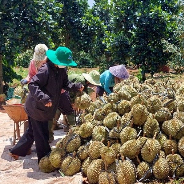 Đề nghị thu hồi, tạm dừng nhiều vùng trồng, cơ sở đóng gói sầu riêng