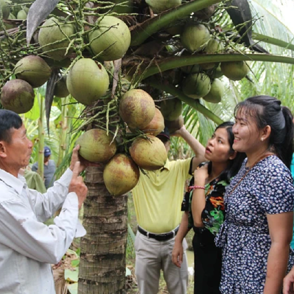 Giá dừa tăng cao, ngành dừa hướng đến mục tiêu 1 tỷ USD