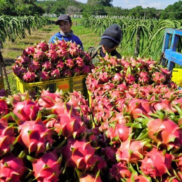 Thông tin mới về việc một số siêu thị Anh dừng bán thanh long Việt Nam