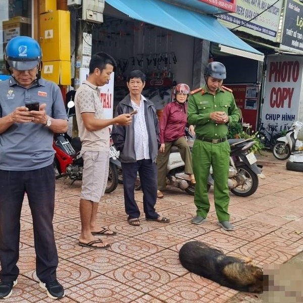 Vụ chó lạ tấn công học sinh: Khó xác định chủ nhân