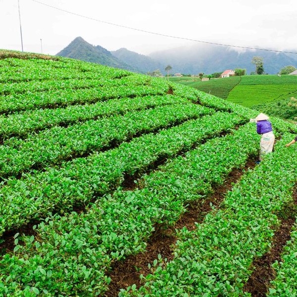 “Chìa khóa” cho phát triển nông nghiệp bền vững