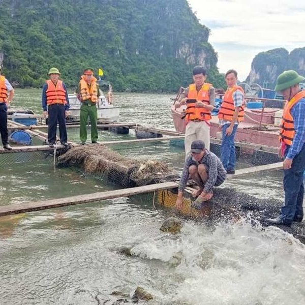 Quảng Ninh: Hơn 200 ha nuôi trồng thủy sản trái phép trên vịnh Hạ Long