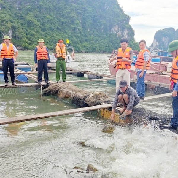 Quảng Ninh: Thay thế gần 7 triệu phao xốp trong nuôi trồng thủy sản