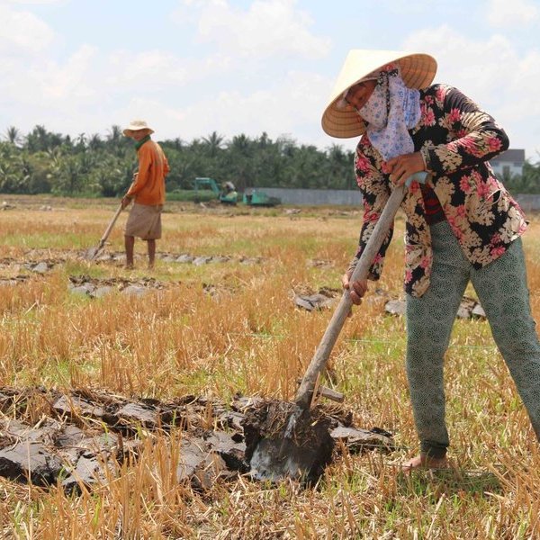 Hướng dẫn thực hiện quy định về chuyển mục đích sử dụng đất lúa làm dự án đầu tư