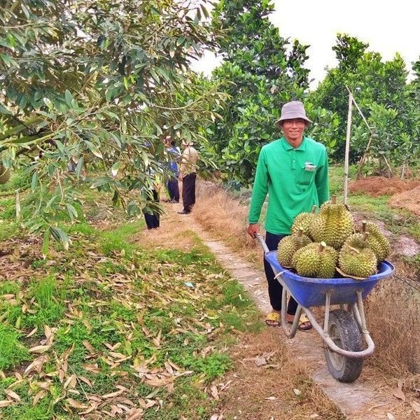 Khởi sắc xuất khẩu sầu riêng, cẩn trọng khi phát triển “nóng”