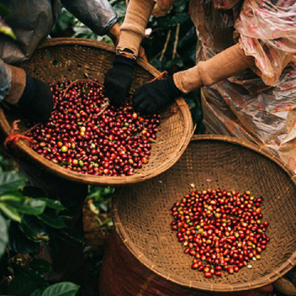 Xuất khẩu cà phê tăng mạnh trên 17%: Hướng tới kỷ lục mới