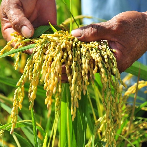 “Khó” của ngành lúa gạo: Giá trị chưa cao, thu nhập còn thấp