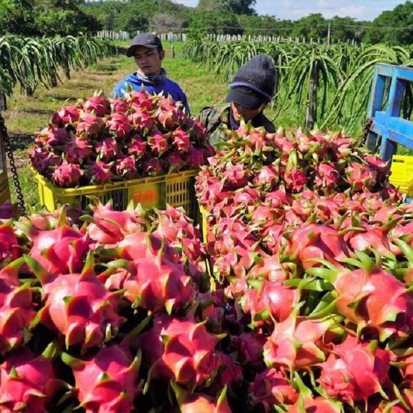 Tận dụng cơ hội xuất khẩu rau quả sang thị trường ASEAN