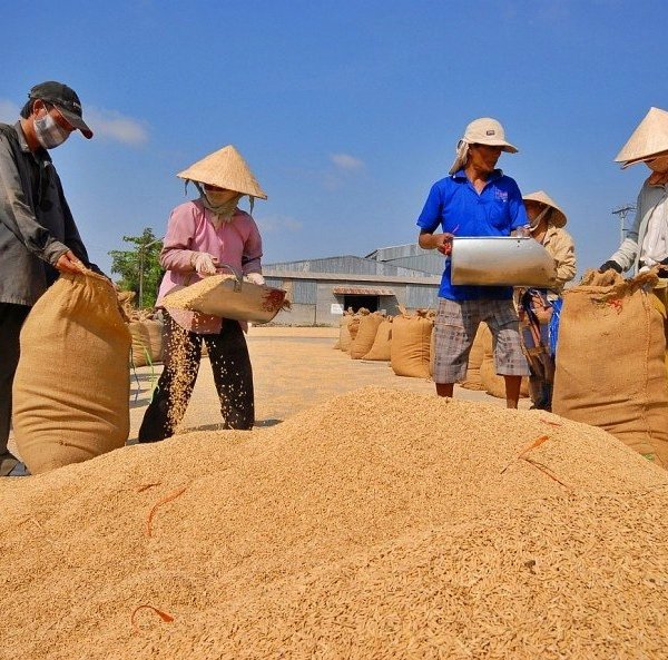 Xu thế giảm của giá gạo sẽ không thể kéo dài