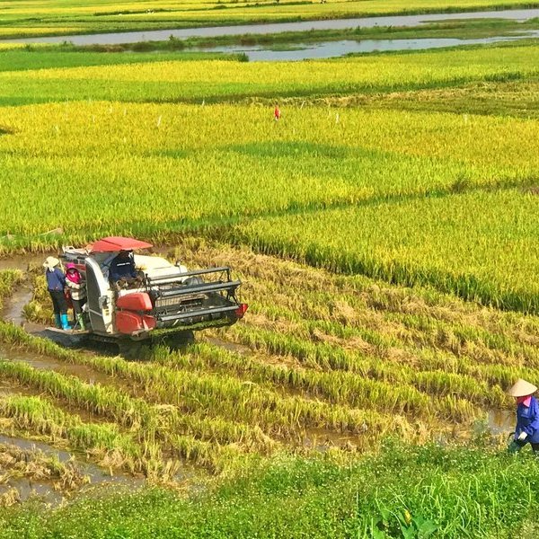 Xuất khẩu gạo tăng trưởng tích cực, đẩy mạnh liên kết với nông dân